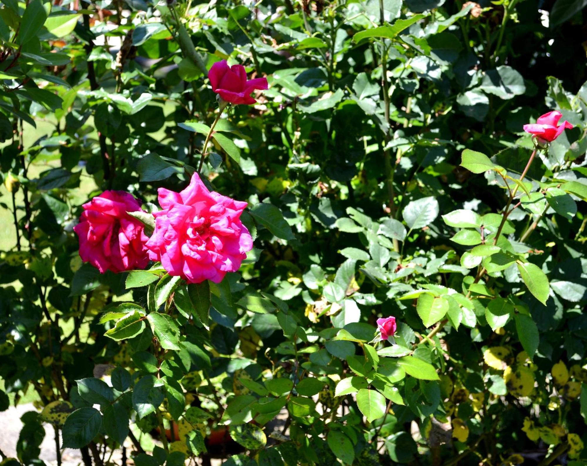 Guest House Diabora Arbanasi Cameră foto